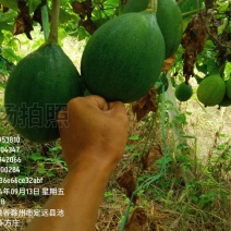 瓜篓