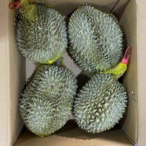 液氮冷冻金枕榴莲整果液氮干尧榴莲广州江南市场源头