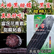 黑甜糯玉米种子黑宝大棒甜加糯软糯粘香紫黑糯春夏秋玉米种子