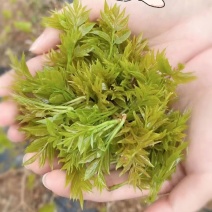 张家界莓茶