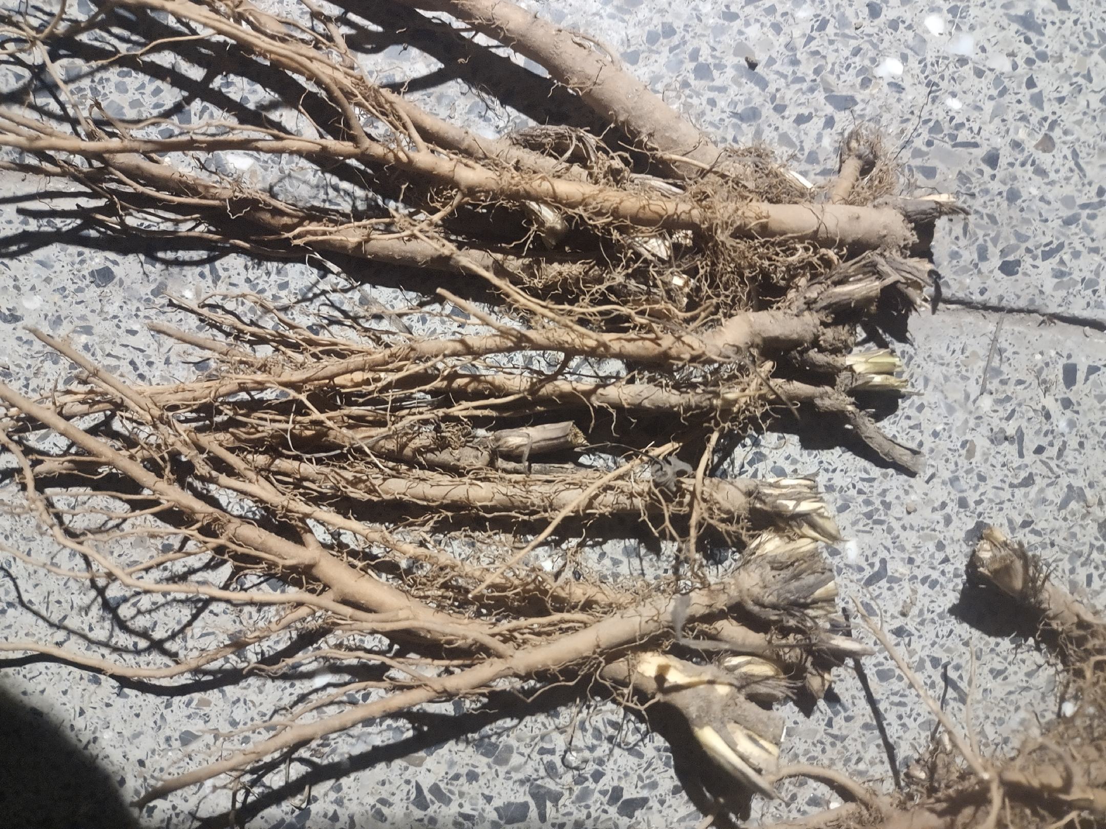 图片说明:一株完整的北柴胡植物,展示其细长茎秆、线形叶片以及粗壮、呈黑褐色、具明显环节的主根。背景为北方干旱山坡环境,突出其典型生长地貌特征 北柴胡植株与根部特写