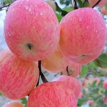 沂蒙红富士苹果冰糖心品质保证量大从优欢迎采购。