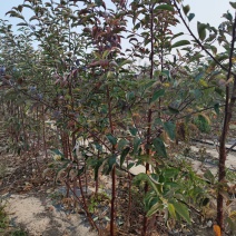 红富士苹果树苗