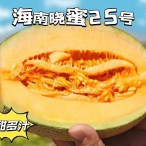 包邮秒发海南哈蜜瓜晓蜜25，日发万单，欢迎一件代发对接