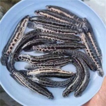 鲶鱼
