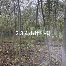 朴树小苗，朴树，2_3公分朴树小苗，二年生朴树小苗
