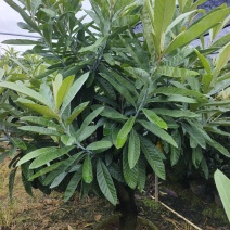 大果枇杷树