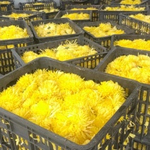 金丝皇菊
