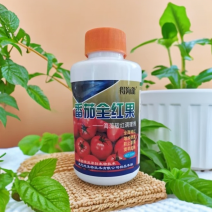 番茄全红果番茄全红增加硬度防止裂果提早成熟