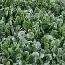 大叶波菜量大需要老板请联系，