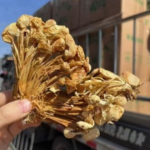 跑江湖农贸产品煲汤，干货金针菇散装商用批发干金针菇