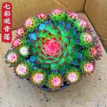 (彩色)观音莲老桩稀有超大多头植物七彩观音莲盆栽