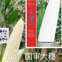【国审】京糯832糯玉米种子大棒型穗型好看耐热