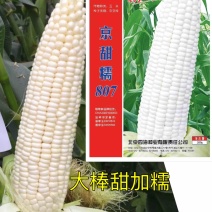 【国审】京甜糯807甜加糯玉米种子早熟包叶绿不返生