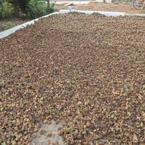 湘林小子茶籽果
