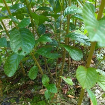 江南桤木小苗又名水冬瓜大量供应