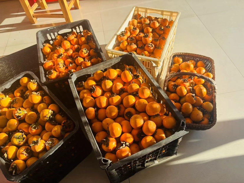 果农正在采摘大秋甜柿,背景为阳光下的果园 甜柿采摘现场