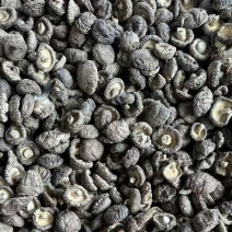 【精选】优质香菇黑面香菇春菇冬菇农家特产香菇大量现货