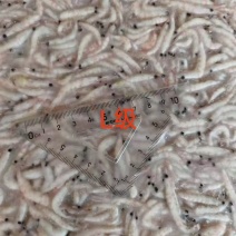南极磷虾原料，新品到货！