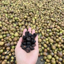 菜籽