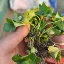 猫爪草种芽种苗价格优惠需要联系