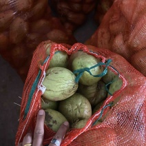 精品佛手瓜种