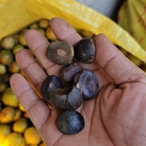 油茶果