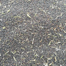 大量出售油菜籽