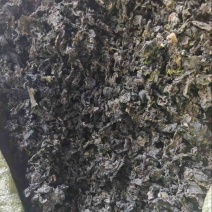地皮菜过筛货干净一斤泡十斤地达菜地软雷公菌