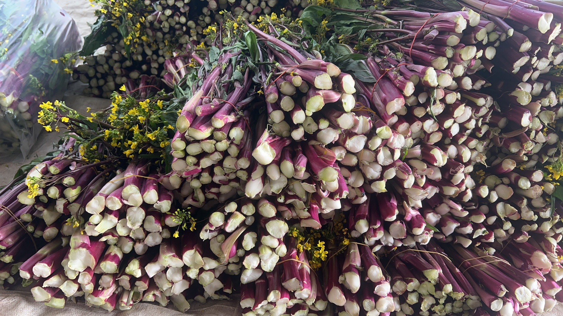 红菜苔大棚越冬种植场景