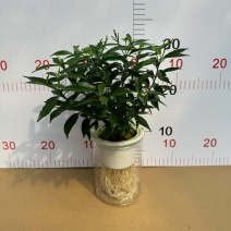 110纯水培风车茉莉！根系超漂亮单价15.6元