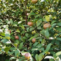 福鼎茶籽