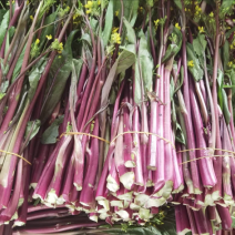 红菜苔货源充足品质保证按需包装可视频看货