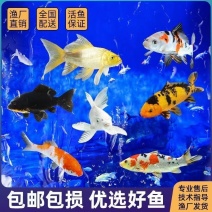 锦鲤观赏鱼