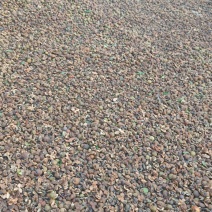 湘林小子茶籽果