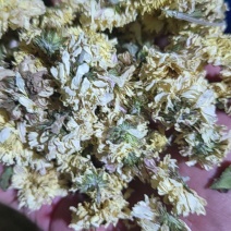焦作干怀菊花