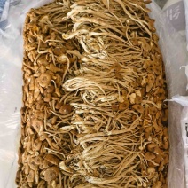 精品茶树菇，不开伞茶树菇，精品冰菇，大量有货产地直销