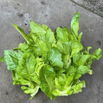 中早儿菜预售