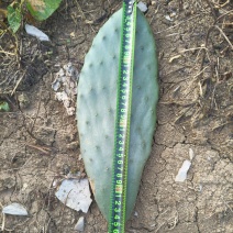 食用仙人掌米绑塔仙人掌种植片基地直发价格优惠