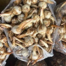 云南冬季茨菇大量上市产地直销源头供应欢迎来电