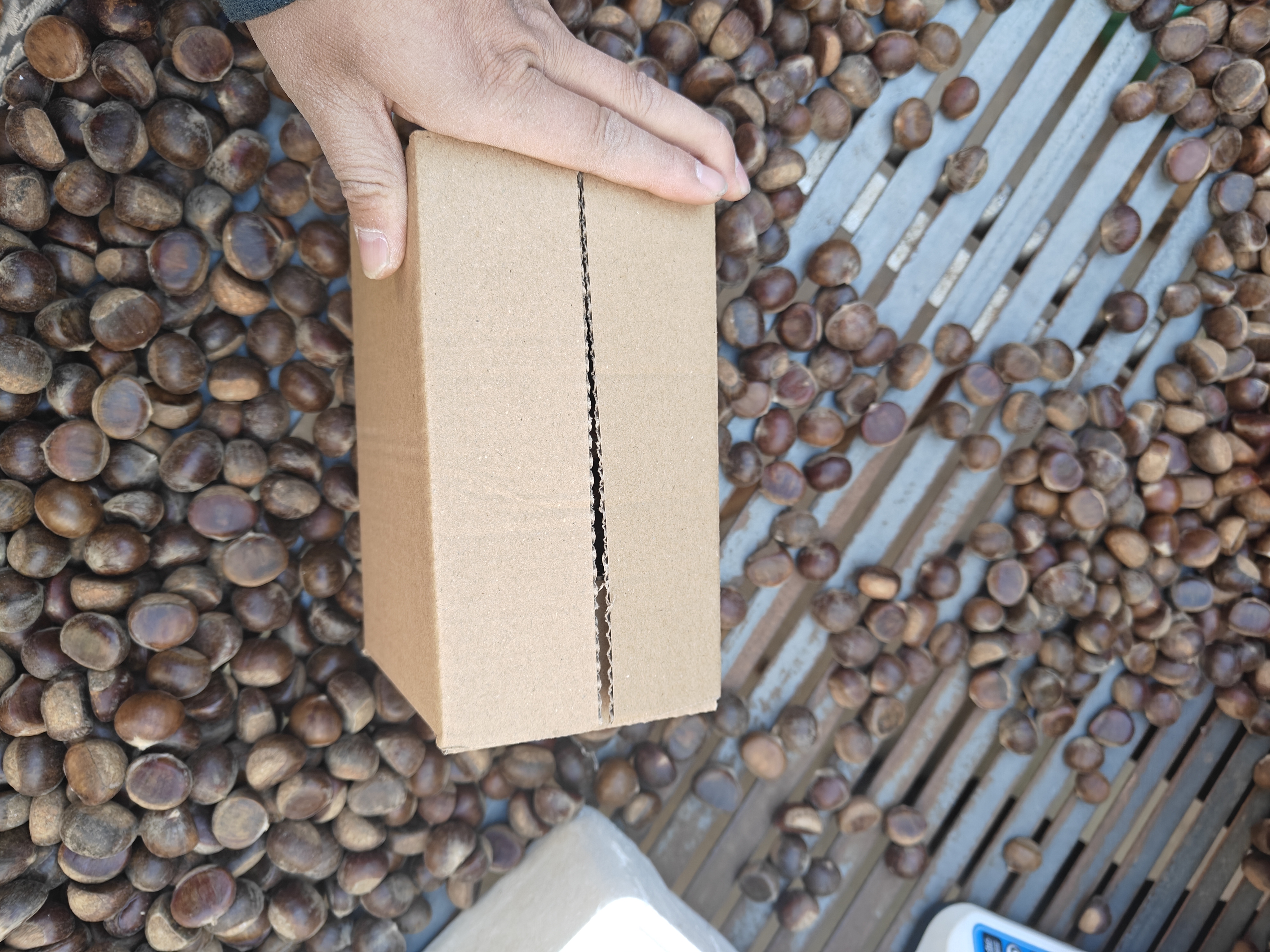 油栗果实与榨油过程