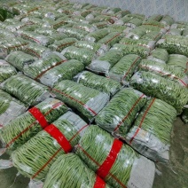 精品无精豆，新鲜货。量大。大量上市需要的联系
