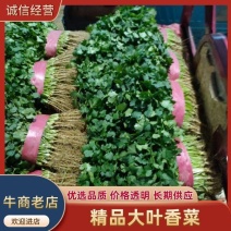香菜，精品香菜大量供应，商超各大市场，质量保证，，，