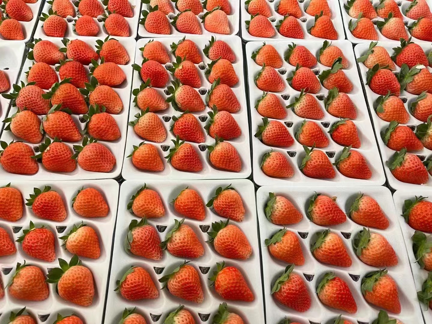 并排摆放一颗奶油草莓和一颗红草莓,清晰展示两者在颜色和形态上的差异 奶油草莓与红草莓对比图