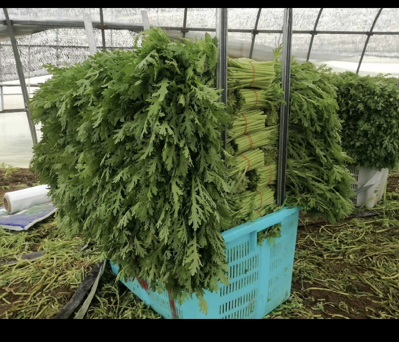 图片说明:山东兰陵县茼蒿批发集散中心,全自动输送带式分级线正在运行,工人手持电子秤逐株称重,特级(32–35g)、一级(28–31g)、二级(25–27g)分流至不同通道,背景可见预冷库门开启,冷气白雾弥漫,体现茼蒿批发标准化采后处理全流程 小叶茼蒿采收分级流水线实景