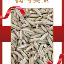 饲料燕长期直供，货源稳定，品质保障，实含亚油酸较高