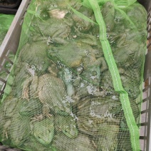 牛蛙肉质饱满，口感**