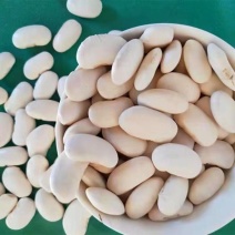 白芸豆精选白芸豆大颗粒手选一公斤起批