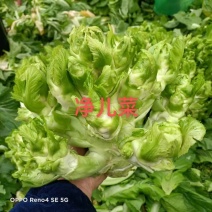 儿菜