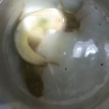 本地塘角鱼